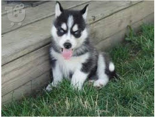 Doperman Καθαροαιμα κουτάβια ευκαιρία Αθηνα 698 93 97 987